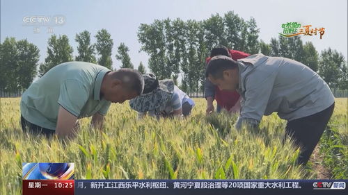 小麦主产区丰收在望 多措并举确保夏粮颗粒归仓