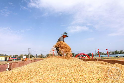 在盛夏与麦田之间 《一粒麦子教育》的摄影诗学