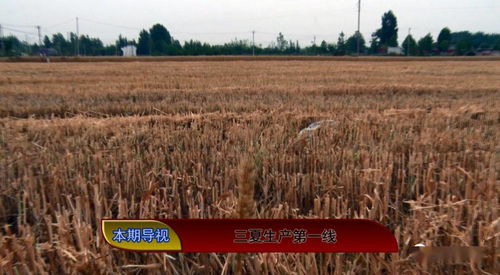 颗粒归仓，麦浪传薪 枣庄207.78万亩小麦全部收割完毕，一堂生动的“一粒麦子”教育课