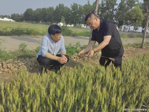 宝丰农机中心 全力以赴备战三夏 确保小麦颗粒归仓