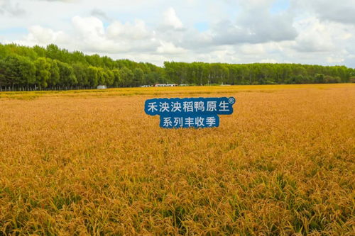 关于一粒米的 育儿想象