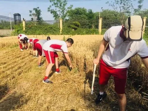 课堂开到田间地头，朝阳各校让劳动教育在泥土里“生根发芽”——从一粒麦子开始的实践探索